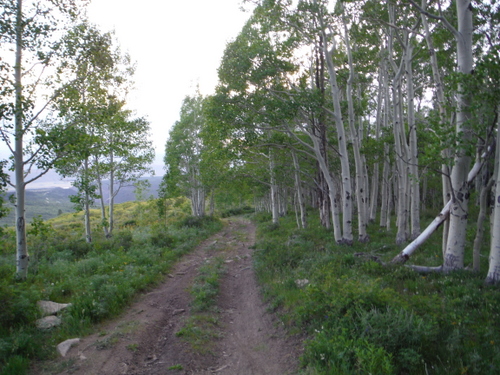 Beautiful trails and aspens make up the majority of the return run.
